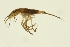  ( - BIOUG01312-F03)  @12 [ ] CreativeCommons - Attribution (2010) CBG Photography Group Centre for Biodiversity Genomics