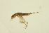  ( - BIOUG01312-F09)  @12 [ ] CreativeCommons - Attribution (2010) CBG Photography Group Centre for Biodiversity Genomics