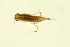  ( - BIOUG01312-H04)  @12 [ ] CreativeCommons - Attribution (2010) CBG Photography Group Centre for Biodiversity Genomics