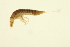 ( - BIOUG01313-F03)  @12 [ ] CreativeCommons - Attribution (2010) CBG Photography Group Centre for Biodiversity Genomics