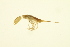  ( - BIOUG01314-H08)  @12 [ ] CreativeCommons - Attribution (2010) CBG Photography Group Centre for Biodiversity Genomics
