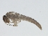  ( - BIOUG00929-A02)  @13 [ ] CreativeCommons - Attribution (2010) CBG Photography Group Centre for Biodiversity Genomics