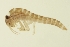  ( - BIOUG01316-B02)  @13 [ ] CreativeCommons - Attribution (2010) CBG Photography Group Centre for Biodiversity Genomics