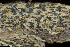  ( - BGE_00281_E01)  @11 [ ] CreativeCommons Attribution NonCommercial ShareAlike (2025) Olivia Gray Royal Botanic Garden, Edinburgh