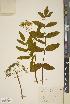  ( - BGE_00271_B10)  @11 [ ] CC BY 4.0 (2018) Unspecified Royal Botanic Garden, Edinburgh