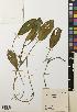  ( - BGE_00277_E08)  @11 [ ] CC BY 4.0 (2018) Unspecified Royal Botanic Garden, Edinburgh