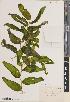  (Potamogeton praelongus - BGE_00277_E03)  @11 [ ] CC BY 4.0 (2018) Unspecified Royal Botanic Garden, Edinburgh