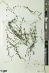 (Zostera angustifolia - BGE_00278_A04)  @11 [ ] CC BY 4.0 (2018) Unspecified Royal Botanic Garden, Edinburgh