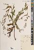  ( - BGE_00271_G04)  @11 [ ] CC BY 4.0 (2018) Unspecified Royal Botanic Garden, Edinburgh