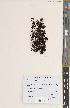  (Andreaea mutabilis - BGE_00282_E02)  @11 [ ] CC BY 4.0 (2018) Unspecified Royal Botanic Garden, Edinburgh