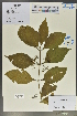  (Callicarpa bodinieri - Ge02011)  @11 [ ] CreativeCommons  Attribution Non-Commercial Share-Alike  Unspecified Herbarium of South China Botanical Garden