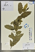  (Frangula - Ge02014)  @11 [ ] CreativeCommons  Attribution Non-Commercial Share-Alike  Unspecified Herbarium of South China Botanical Garden
