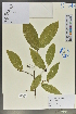  (Rhamnella - Ge02018)  @11 [ ] CreativeCommons  Attribution Non-Commercial Share-Alike  Unspecified Herbarium of South China Botanical Garden