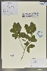  (Tirpitzia sinensis - Ge02031)  @11 [ ] CreativeCommons  Attribution Non-Commercial Share-Alike  Unspecified Herbarium of South China Botanical Garden