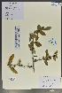  (Pyracantha - Ge02053)  @11 [ ] CreativeCommons  Attribution Non-Commercial Share-Alike  Unspecified Herbarium of South China Botanical Garden