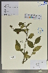  (Cotoneaster bullatus - Ge02056)  @11 [ ] CreativeCommons  Attribution Non-Commercial Share-Alike  Unspecified Herbarium of South China Botanical Garden