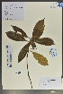  (Rosales - Ge02091)  @11 [ ] CreativeCommons  Attribution Non-Commercial Share-Alike  Unspecified Herbarium of South China Botanical Garden
