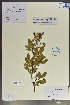 ( - Ge02094)  @11 [ ] CreativeCommons  Attribution Non-Commercial Share-Alike  Unspecified Herbarium of South China Botanical Garden