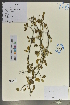  (Cotoneaster adpressus - Ge02097)  @11 [ ] CreativeCommons  Attribution Non-Commercial Share-Alike  Unspecified Herbarium of South China Botanical Garden