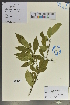 (Rhamnus grandiflora - Ge02099)  @11 [ ] CreativeCommons  Attribution Non-Commercial Share-Alike  Unspecified Herbarium of South China Botanical Garden