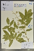  (Cladrastis - Ge02104)  @11 [ ] CreativeCommons  Attribution Non-Commercial Share-Alike  Unspecified Herbarium of South China Botanical Garden