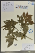  (Bennettiodendron - Ge02113)  @11 [ ] CreativeCommons  Attribution Non-Commercial Share-Alike  Unspecified Herbarium of South China Botanical Garden