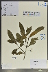  (Psychotria prainii - Ge02116)  @11 [ ] CreativeCommons  Attribution Non-Commercial Share-Alike  Unspecified Herbarium of South China Botanical Garden