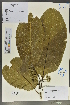  (Itoa - Ge02129)  @11 [ ] CreativeCommons  Attribution Non-Commercial Share-Alike  Unspecified Herbarium of South China Botanical Garden