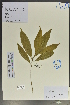  (Planchonella yunnanensis - Ge02131)  @11 [ ] CreativeCommons  Attribution Non-Commercial Share-Alike  Unspecified Herbarium of South China Botanical Garden