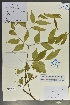  (Archidendron - Ge02146)  @11 [ ] CreativeCommons  Attribution Non-Commercial Share-Alike  Unspecified Herbarium of South China Botanical Garden