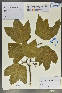  (Acer tonkinense - Ge02147)  @11 [ ] CreativeCommons  Attribution Non-Commercial Share-Alike  Unspecified Herbarium of South China Botanical Garden