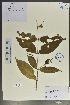  (Diplospora fruticosa - Ge02153)  @11 [ ] CreativeCommons  Attribution Non-Commercial Share-Alike  Unspecified Herbarium of South China Botanical Garden