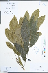  (Ormosia - Ge02207)  @11 [ ] CreativeCommons  Attribution Non-Commercial Share-Alike  Unspecified Herbarium of South China Botanical Garden