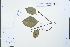  (Radermachera hainanensis - Ge02215)  @11 [ ] CreativeCommons  Attribution Non-Commercial Share-Alike  Unspecified Herbarium of South China Botanical Garden