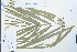  (Calamus - Ge02221)  @11 [ ] CreativeCommons  Attribution Non-Commercial Share-Alike  Unspecified Herbarium of South China Botanical Garden