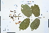  (Quisqualis - Ge02222)  @11 [ ] CreativeCommons  Attribution Non-Commercial Share-Alike  Unspecified Herbarium of South China Botanical Garden
