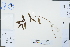  (Lysionotus - Ge02248)  @11 [ ] CreativeCommons  Attribution Non-Commercial Share-Alike  Unspecified Herbarium of South China Botanical Garden
