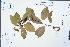  (Maytenus guangxiensis - Ge02250)  @11 [ ] CreativeCommons  Attribution Non-Commercial Share-Alike  Unspecified Herbarium of South China Botanical Garden