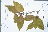  (Maytenus confertiflora - Ge02252)  @11 [ ] CreativeCommons  Attribution Non-Commercial Share-Alike  Unspecified Herbarium of South China Botanical Garden