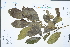  (Cleidion brevipetiolatum - Ge02263)  @11 [ ] CreativeCommons  Attribution Non-Commercial Share-Alike  Unspecified Herbarium of South China Botanical Garden