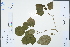  (Clerodendrum kaichianum - Ge02274)  @11 [ ] CreativeCommons  Attribution Non-Commercial Share-Alike  Unspecified Herbarium of South China Botanical Garden