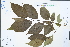  (Camptotheca - Ge02282)  @11 [ ] CreativeCommons  Attribution Non-Commercial Share-Alike  Unspecified Herbarium of South China Botanical Garden
