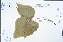  ( - Ge02284)  @11 [ ] CreativeCommons  Attribution Non-Commercial Share-Alike  Unspecified Herbarium of South China Botanical Garden