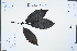  ( - Ge02309)  @11 [ ] CreativeCommons  Attribution Non-Commercial Share-Alike  Unspecified Herbarium of South China Botanical Garden