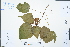  (Croton euryphyllus - Ge02319)  @11 [ ] CreativeCommons  Attribution Non-Commercial Share-Alike  Unspecified Herbarium of South China Botanical Garden
