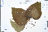  (Clerodendrum bungei - Ge02331)  @11 [ ] CreativeCommons  Attribution Non-Commercial Share-Alike  Unspecified Herbarium of South China Botanical Garden
