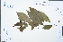  (Clerodendrum cyrtophyllum - Ge02342)  @11 [ ] CreativeCommons  Attribution Non-Commercial Share-Alike  Unspecified Herbarium of South China Botanical Garden