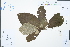  ( - Ge02348)  @11 [ ] CreativeCommons  Attribution Non-Commercial Share-Alike  Unspecified Herbarium of South China Botanical Garden