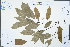  ( - Ge02364)  @11 [ ] CreativeCommons  Attribution Non-Commercial Share-Alike  Unspecified Herbarium of South China Botanical Garden