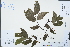  (Lysidice - Ge02372)  @11 [ ] CreativeCommons  Attribution Non-Commercial Share-Alike  Unspecified Herbarium of South China Botanical Garden
